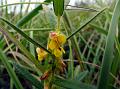 Chinese Sand Pea